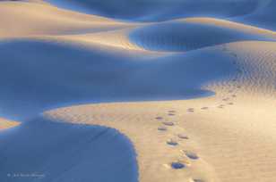 Mesquite Dunes-9856